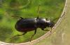 Pterostichus sp.